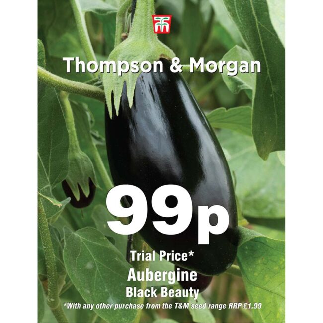 Aubergine Black Beauty Vegetable Seeds