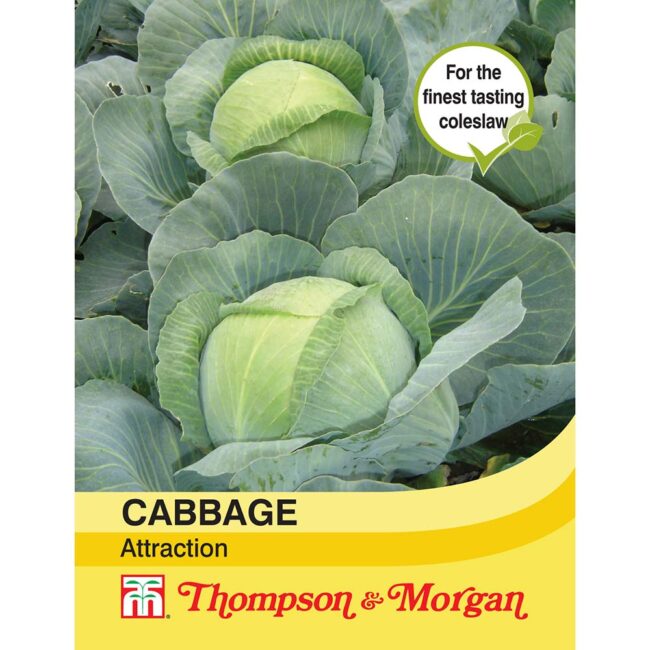 Cabbage Attraction Vegetable Seeds