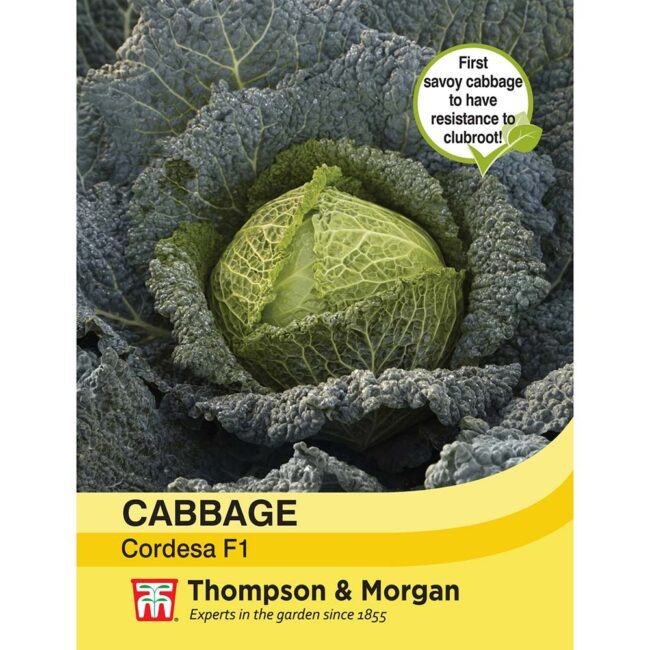 Cabbage Cordesa F1 Hybrid Vegetable Seeds