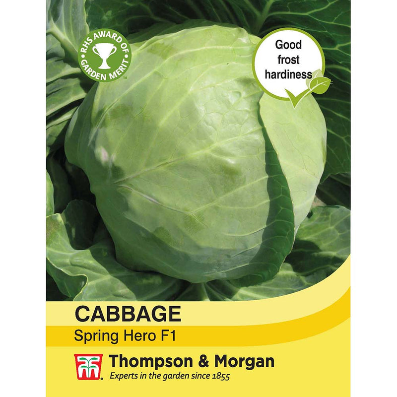 Cabbage Spring Hero F1 Seeds