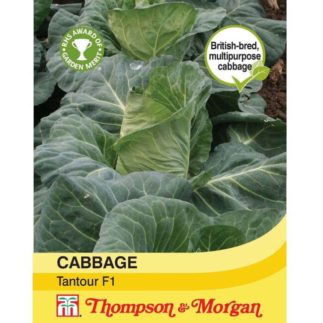 Cabbage Tantour F1 Hybrid Seeds