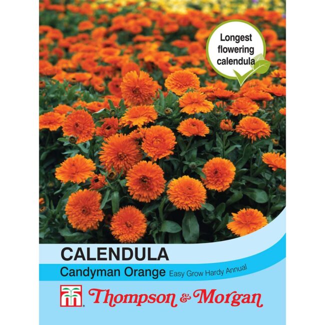Calendula Candyman Orange Flower Seeds