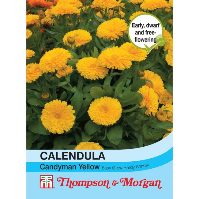 Calendula Candyman Yellow Flower Seeds