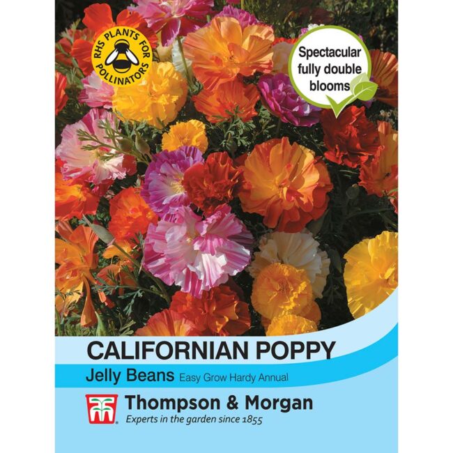 Californian Poppy Jelly Beans Flower Seeds