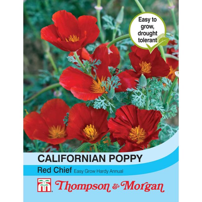Californian Poppy Red Chief Flower Seeds