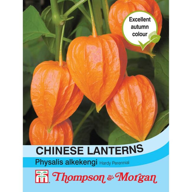 Chinese Lanterns (Physalis Gigantea) Flower Seeds