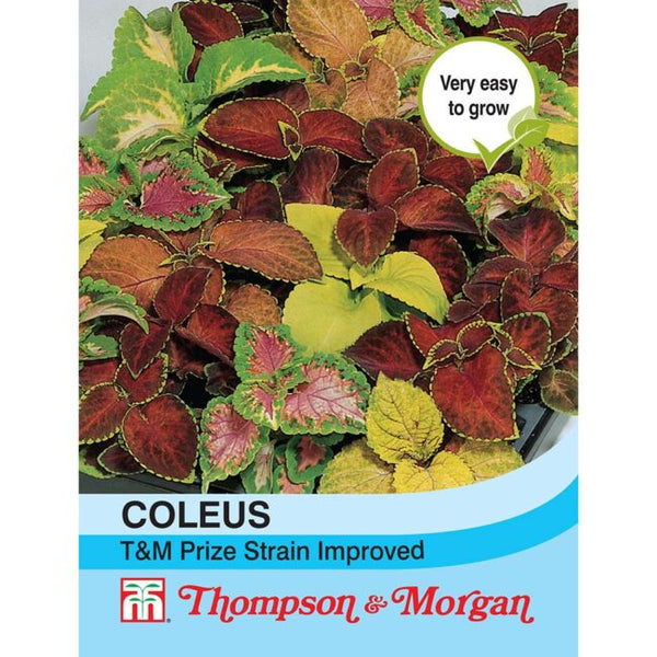Coleus T&M Prize Strain Improved Flower Seeds