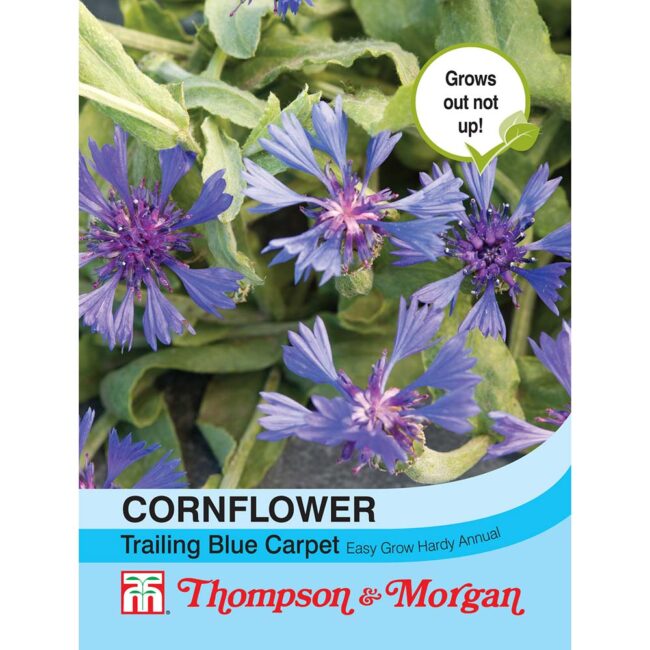 Cornflower Trailing Blue Carpet Flower Seeds
