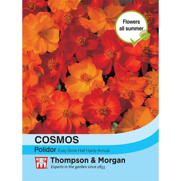 Cosmos Polidor Flower Seeds