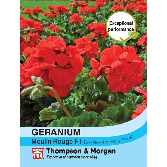 Geranium Moulin Rouge Flower Seeds