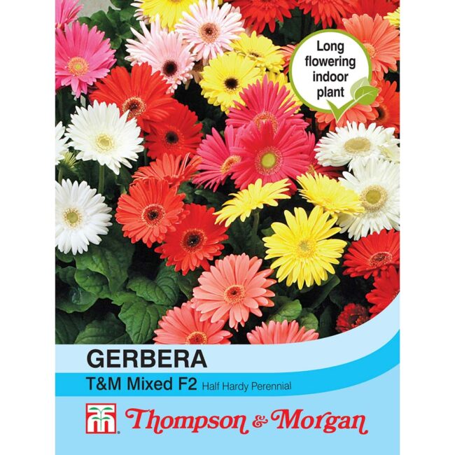 Gerbera T&M Mixed F2 Hybrid Flower Seeds