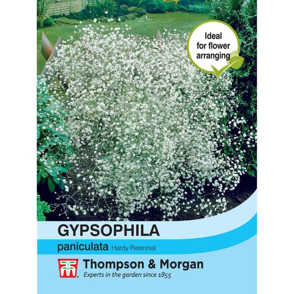 Gypsophila Paniculata Flower Seeds