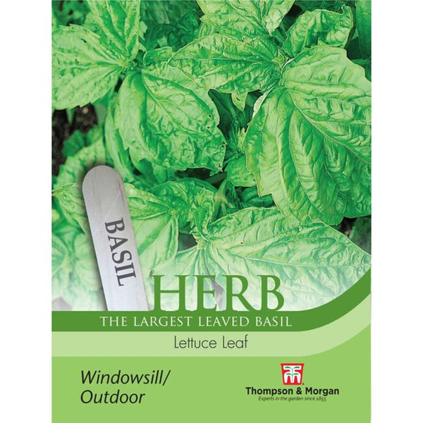 Basil Lettuce Leaf Herb Seeds