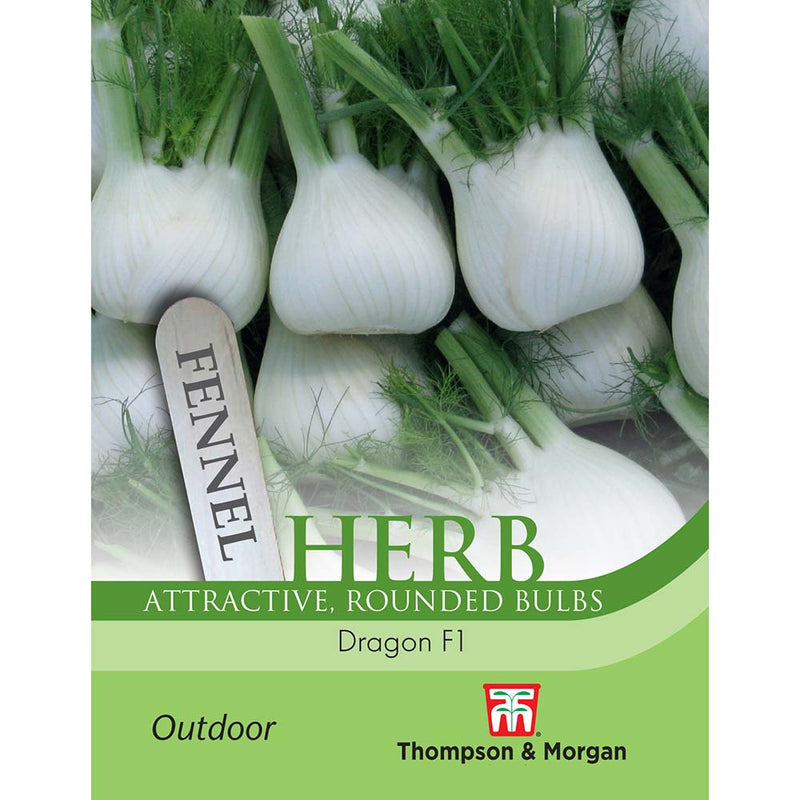 Fennel Dragon F1 Hybrid Herb Seeds