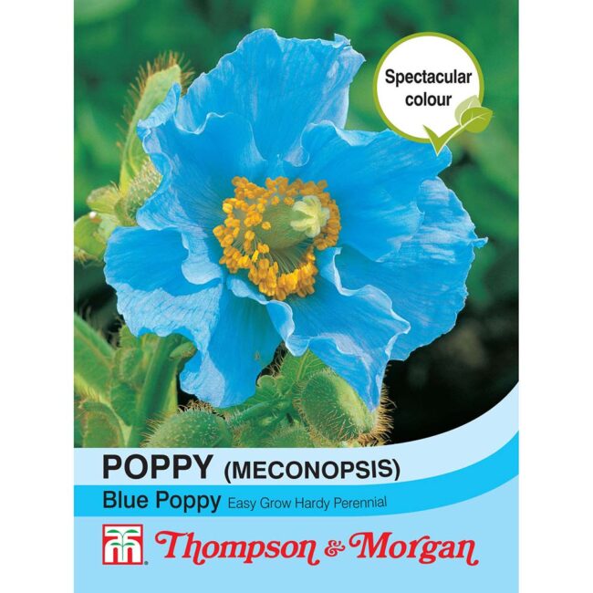 Poppy Blue (Meconopsis) Flower Seeds