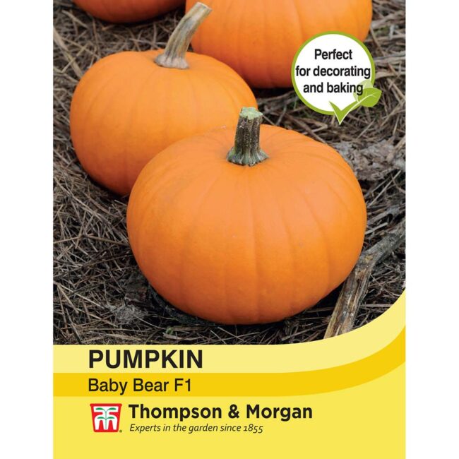 Pumpkin Baby Bear F1 Seeds