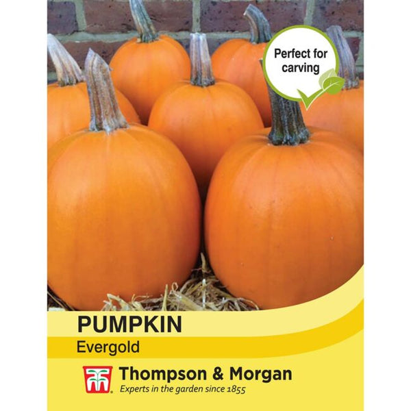 Pumpkin Evergold Seeds