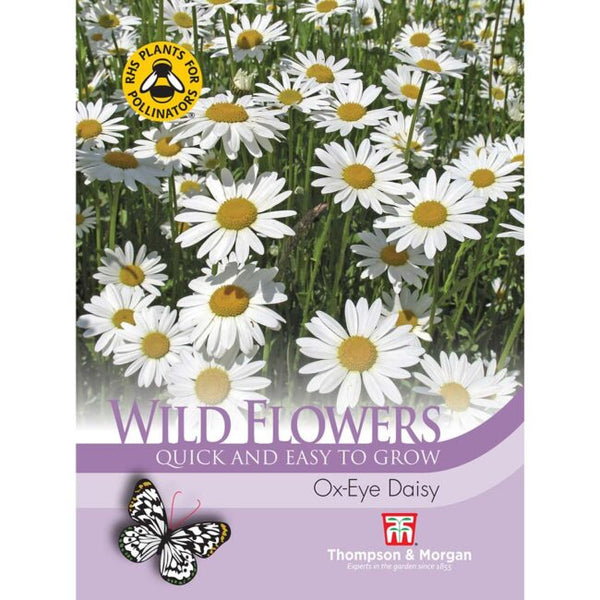 Wild Flower Oxeye Daisy Flower Seeds