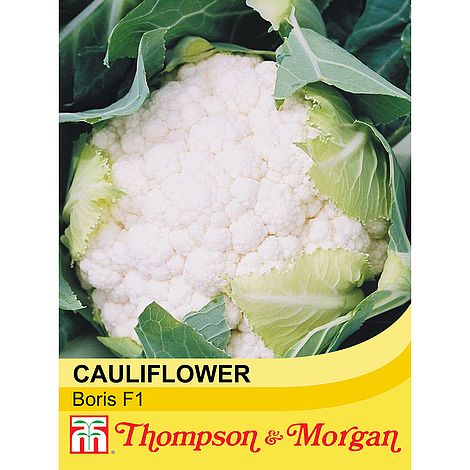Cauliflower Boris F1 Hybrid Seeds