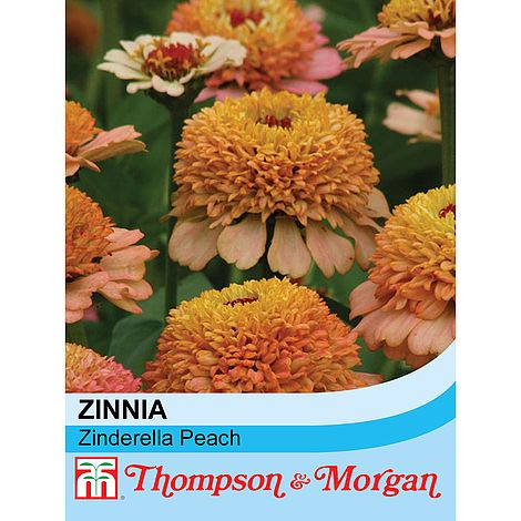 Zinnia Elegans Zinderella Peach Flower Seeds