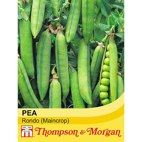 Pea Rondo Seeds