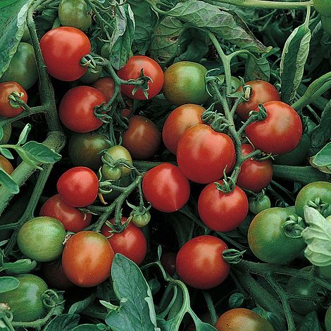 Tomato Red Alert Bush Seeds