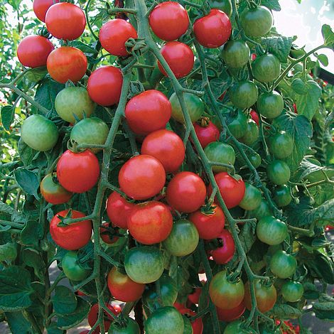 Tomato Cherrola F1 Seeds