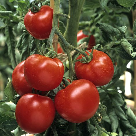 Tomato Craigella Seeds