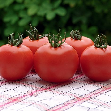 Tomato Orkado F1 Hybrid Seeds
