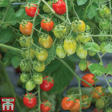Tomato Celano F1 Seeds