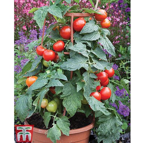 Tomato Divinity Seeds