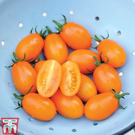 Tomato Orange Beauty F1 Hybrid Seeds