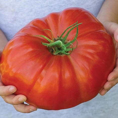 Tomato Gigantomo F1 Hybrid Seeds