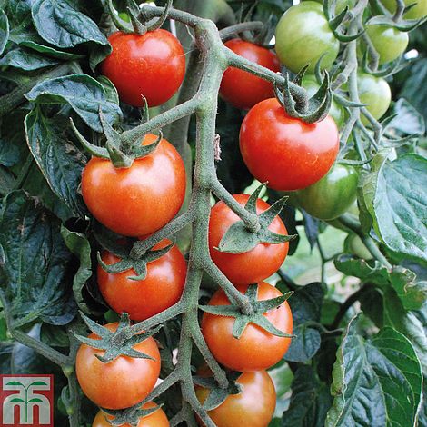 Tomato Primabella Seeds