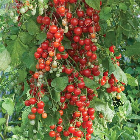 Tomato Sweet Million F1 Hybrid Seeds