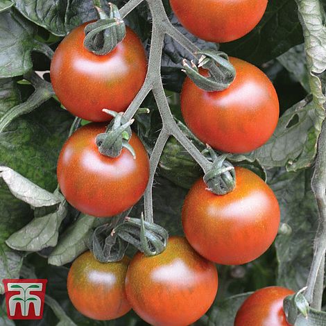Tomato Ruby Falls Seeds