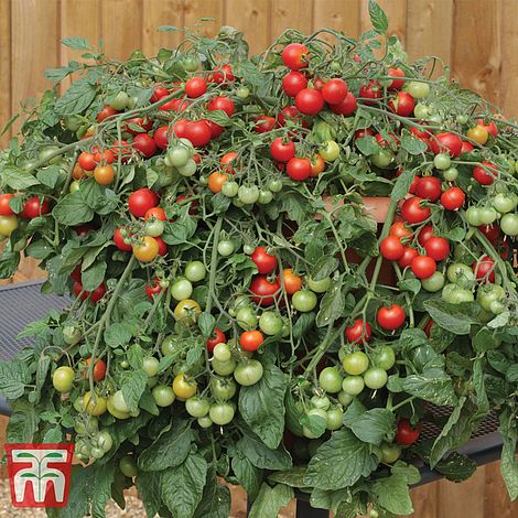 Tomato Red Profusion Seeds