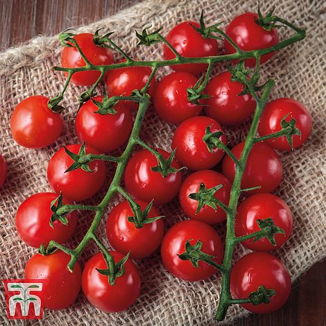 Tomato Sweet Success F1 Hybrid Seeds
