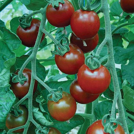 Tomato Garnet Seeds