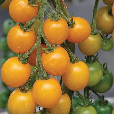 Tomato Goldkrone Seeds