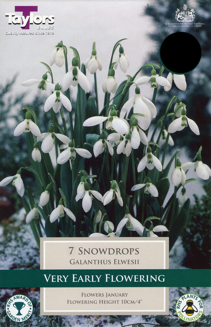 Galanthus Elwesii (Snowdrop)