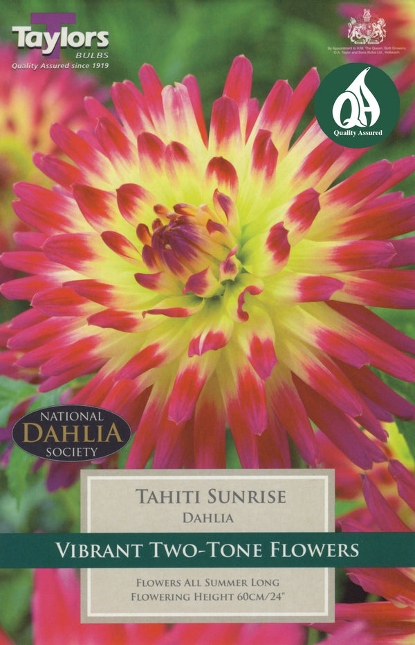 Dahlia Tahiti Sunrise (Single Pack)