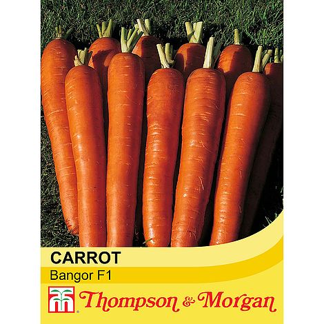 Carrot Bangor Seeds