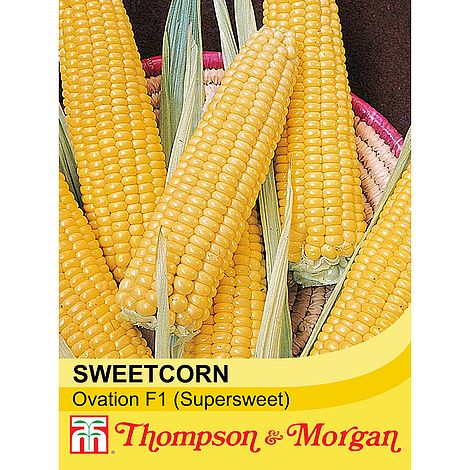 Sweetcorn Ovation F1 Seeds