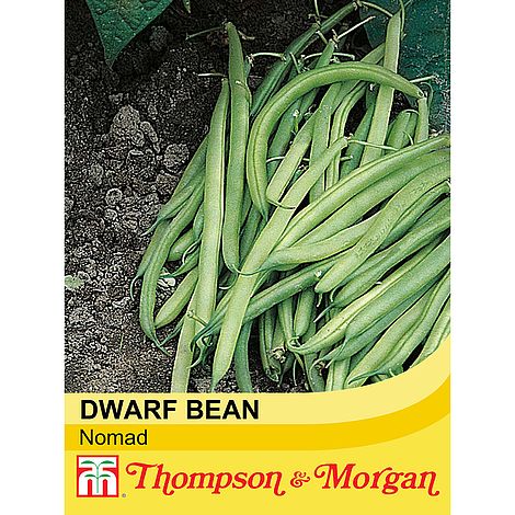 Dwarf Bean Nomad Seeds