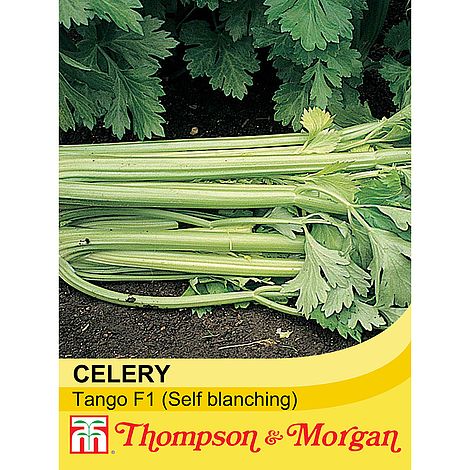 Celery Tango F1 Seeds