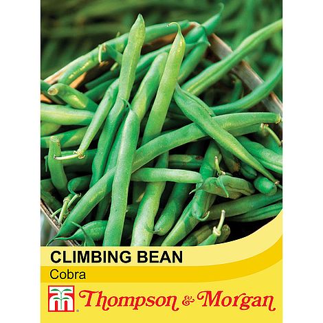 Climbing Bean Cobra Seeds