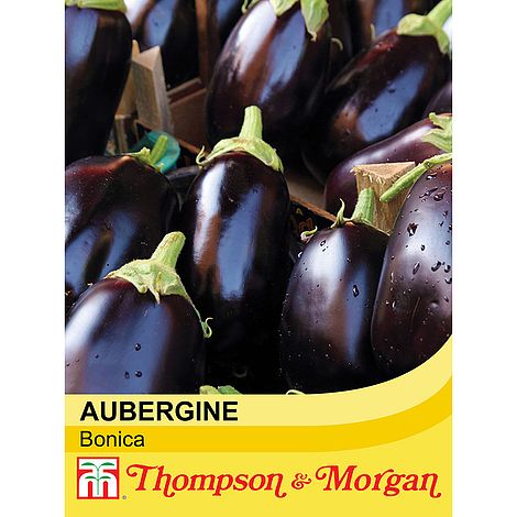 Aubergine Bonica Seeds