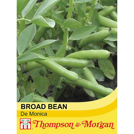 Broad Bean de Monica Seeds