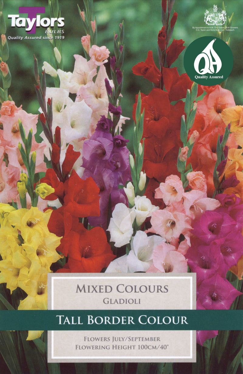 Gladioli Mixed Colours (10 Pack)
